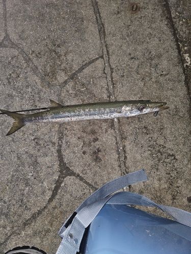 釣果
