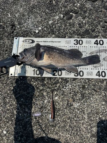 クロソイの釣果