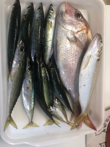 サバの釣果