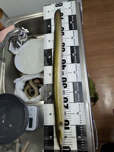 ニホンウナギの釣果