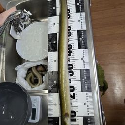 ニホンウナギ