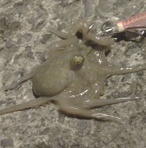 イイダコの釣果