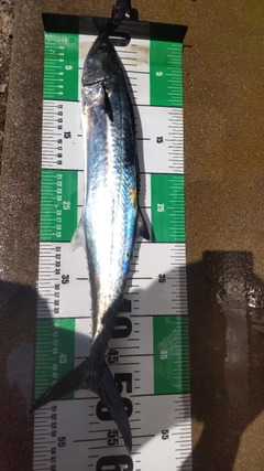 サゴシの釣果