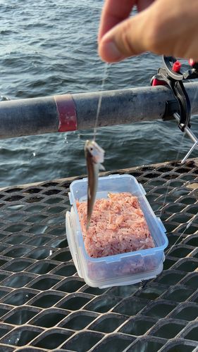 カタクチイワシの釣果