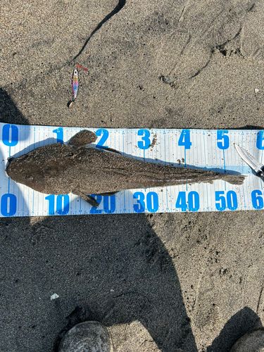 マゴチの釣果