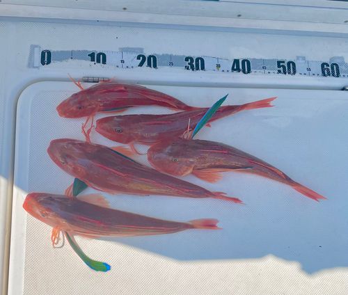 ホウボウの釣果