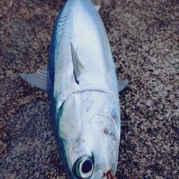ソウダガツオ