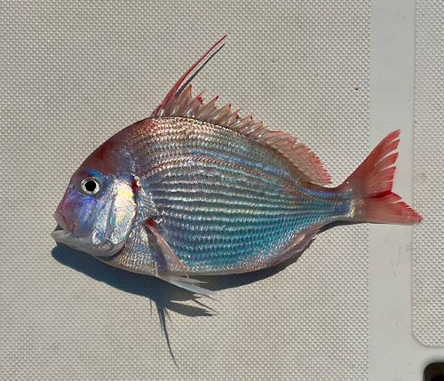ヒレコダイの釣果