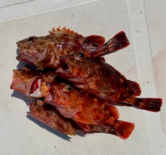 カサゴの釣果