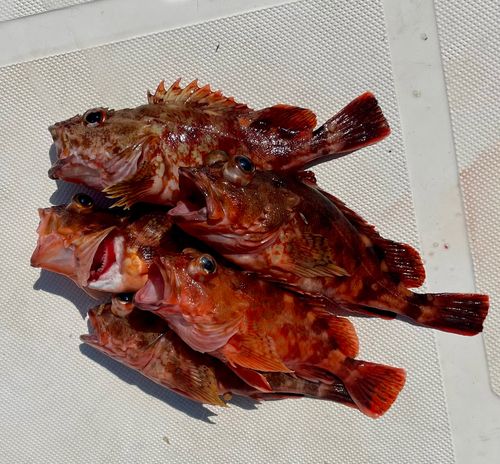 カサゴの釣果