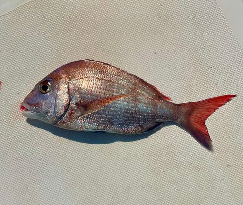 マダイの釣果