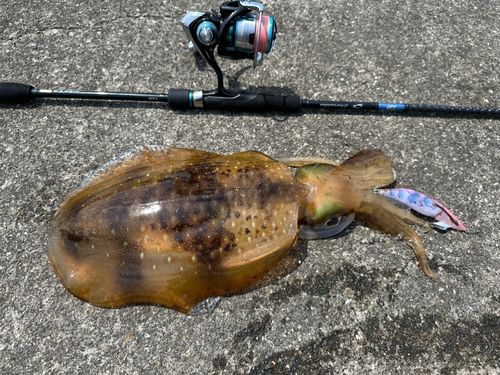 アオリイカの釣果