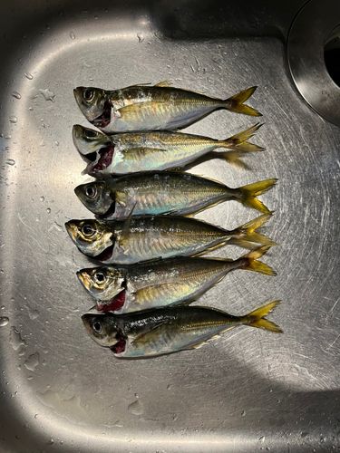 アジの釣果