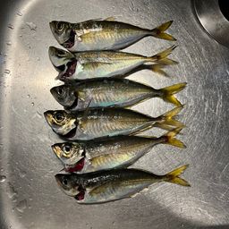 アジ