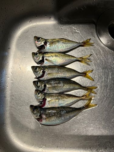 アジの釣果