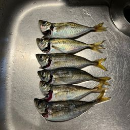 アジ