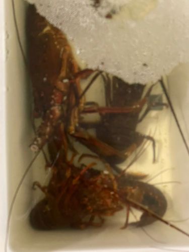 イセエビの釣果