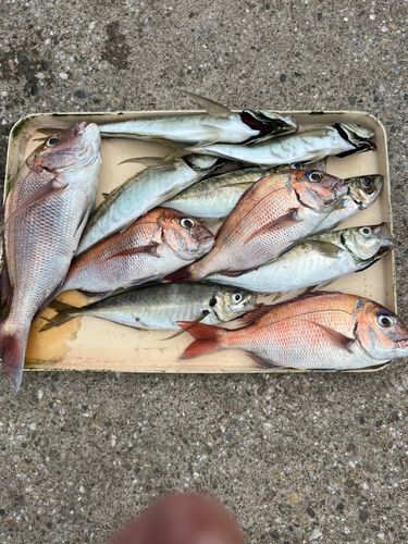 マアジの釣果