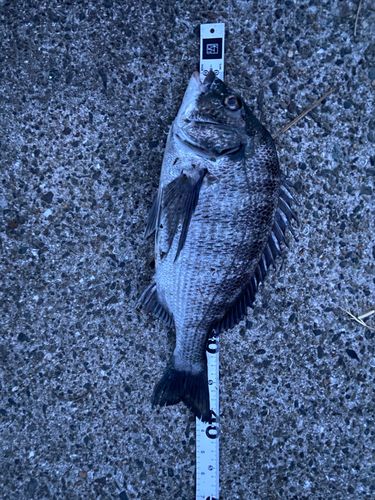 クロダイの釣果