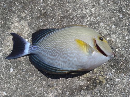 トカジャーの釣果