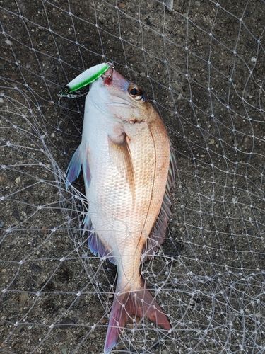 タコの釣果