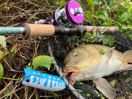 コイの釣果