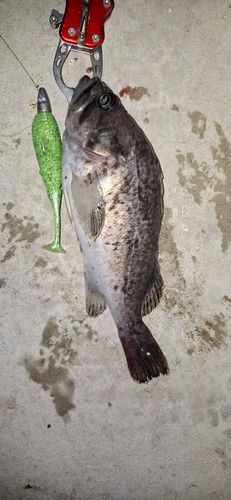 クロソイの釣果