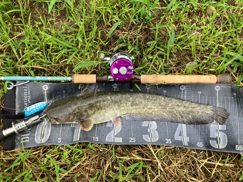 ナマズの釣果