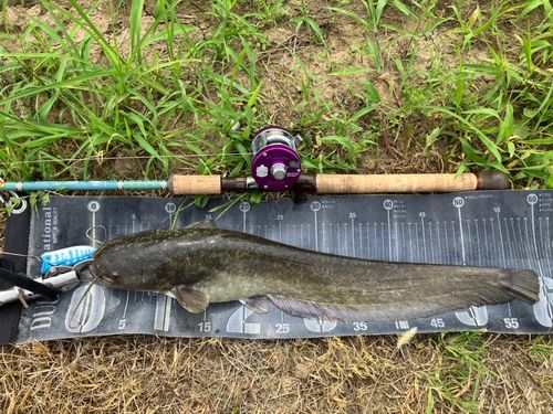 ナマズの釣果