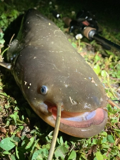 ナマズの釣果