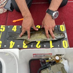 スモールマウスバス