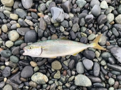 ワカシの釣果