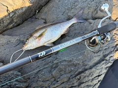 イサキの釣果