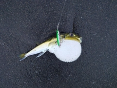 シロサバフグの釣果