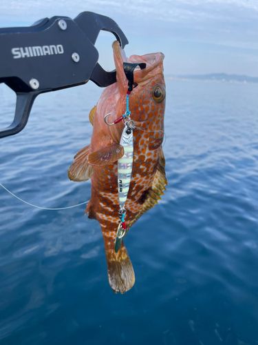 キジハタの釣果