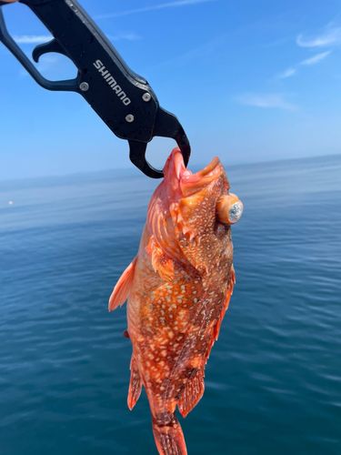キジハタの釣果