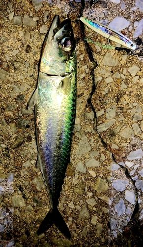 サバの釣果