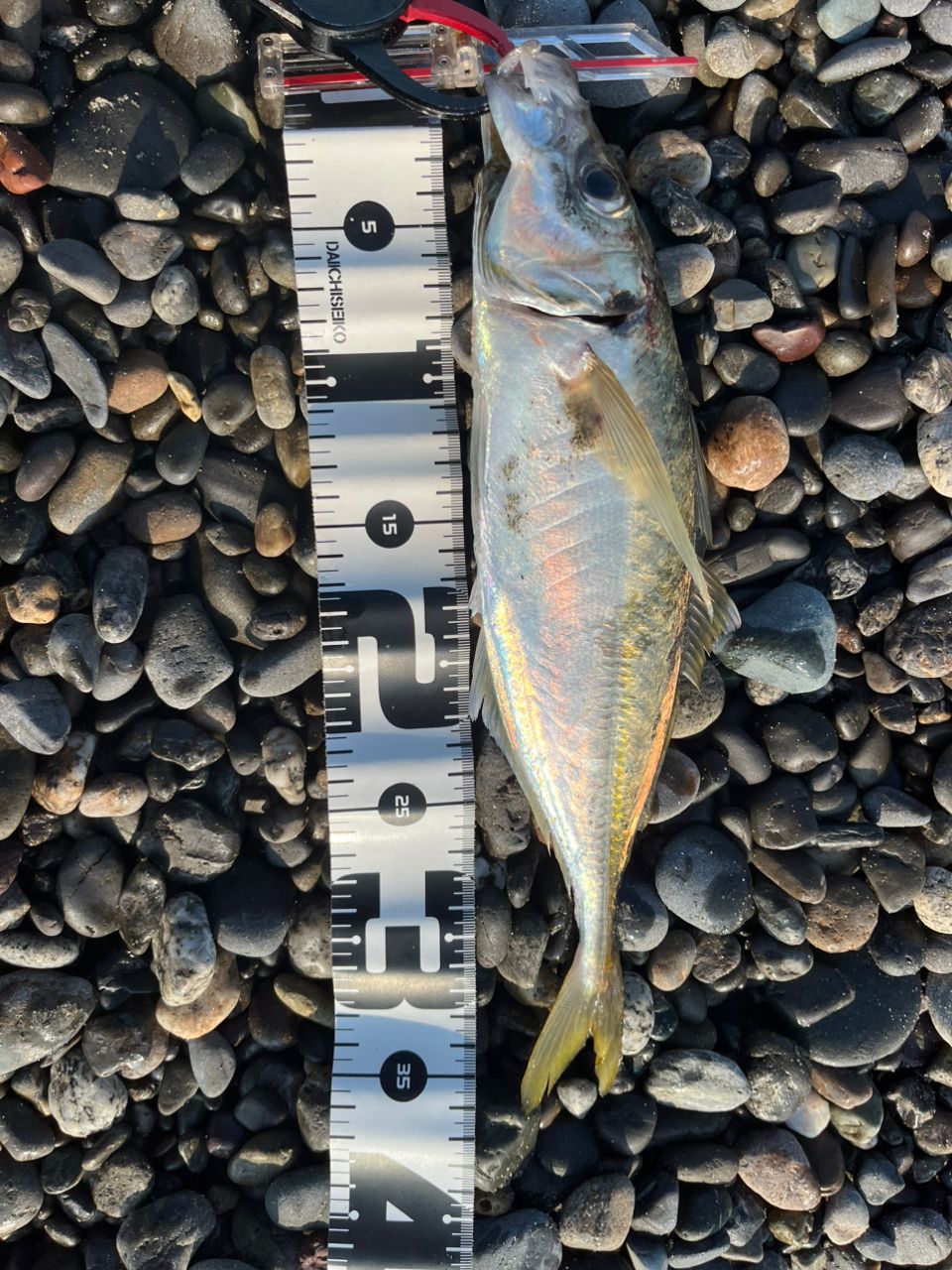 SHIMANO 18ステラ 1000SSSPGの最安値・インプレ・釣果 | 本音の口コミ