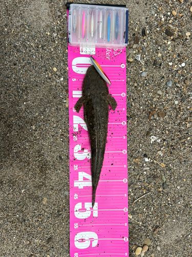 マゴチの釣果