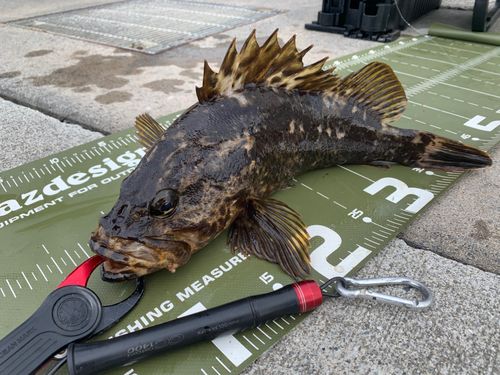 ベッコウゾイの釣果