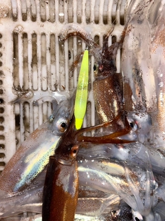 スルメイカの釣果