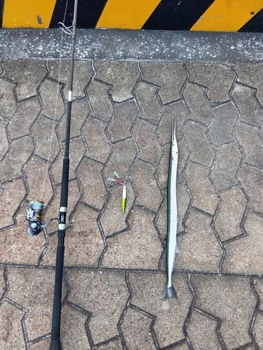 ダツの釣果