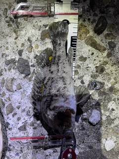 オウゴンムラソイの釣果
