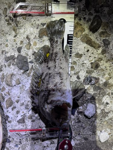 オウゴンムラソイの釣果