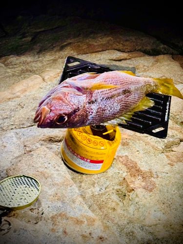 ヨコスジフエダイの釣果