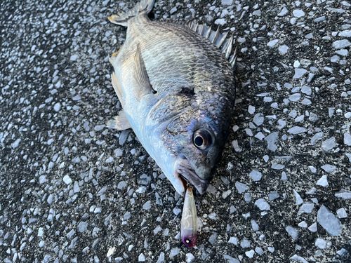 キビレの釣果