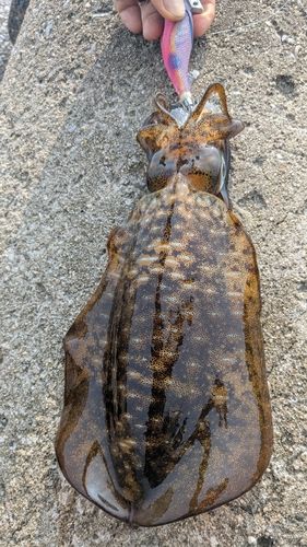 アオリイカの釣果