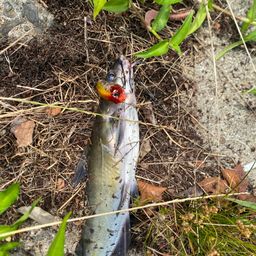 アメリカナマズ