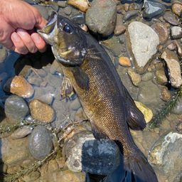 スモールマウスバス