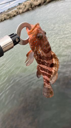 キジハタの釣果